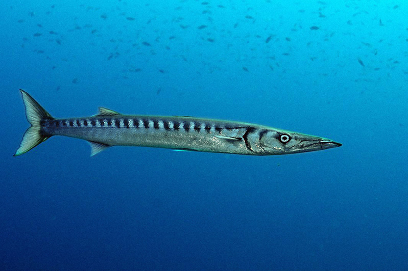 Riconoscimento di Sphyraena sphyraena (Linneo 1758)